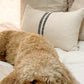 hugh lumbar pillow cover
