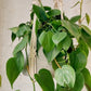 trina macrame plant hanger