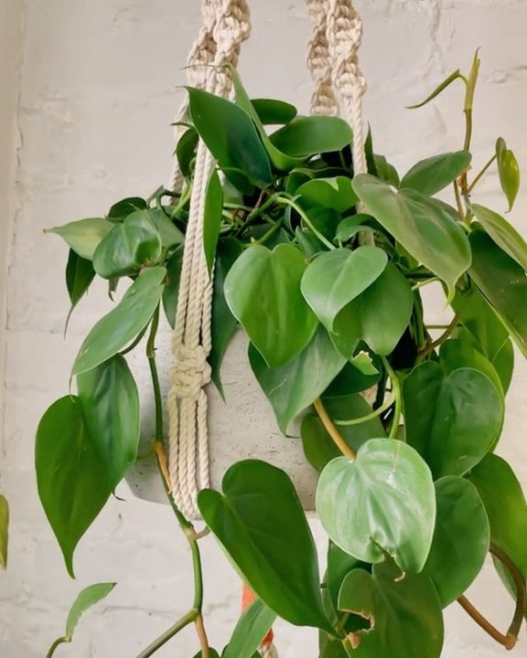 trina macrame plant hanger