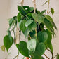 trina macrame plant hanger