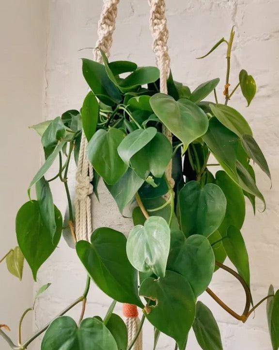 trina macrame plant hanger
