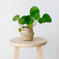 tabletop belly basket small - PILLOWPIA