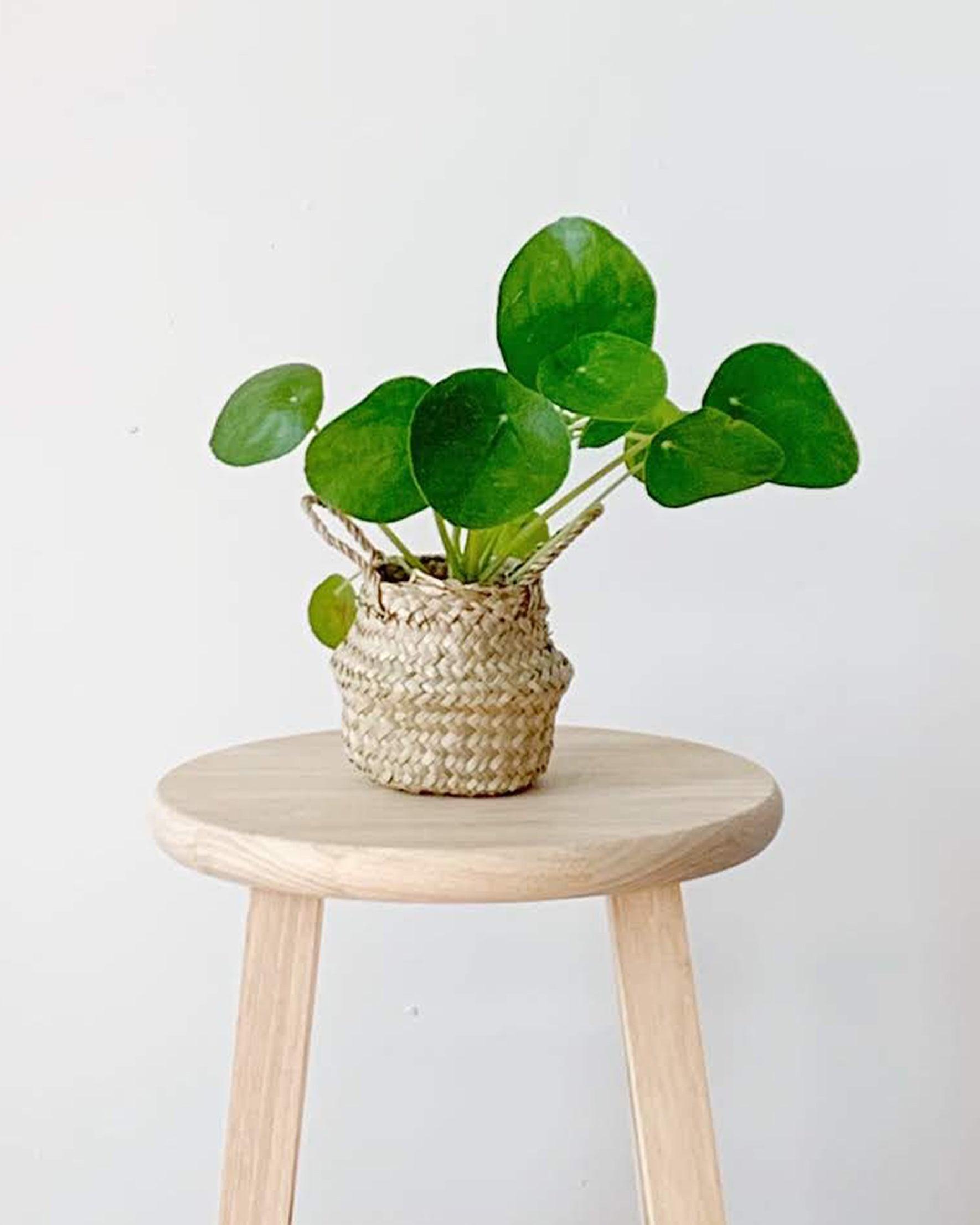 tabletop belly basket small - PILLOWPIA
